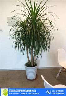 綠植花卉出售 連然園林綠化養(yǎng)護(hù) 蕪湖花卉