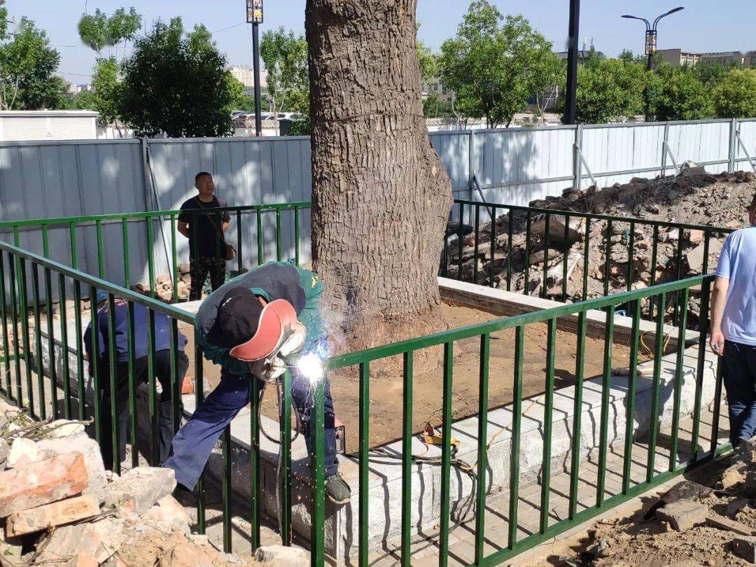 開封百余株古樹名木建檔保護