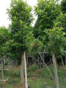 廣西園林綠化工程怎么施工 廣西可靠的園林綠化公司