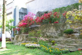 九龍坡 開(kāi)展城市提升春季行動(dòng),打造高品質(zhì)園林綠化景觀