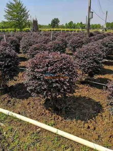 提供專業(yè)的園林綠化 園林綠化找誰施工好 柳州市鴻圖園林綠化有限責任公司