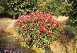 武漢園林綠化景觀設計小區(qū)園林施工綠化養(yǎng)護方案設計維護