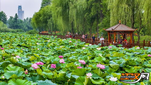 美在當 夏 荊州市明月公園滿池荷花悄綻放