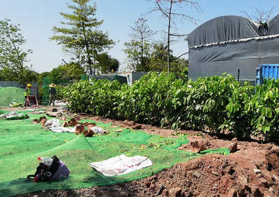 對(duì)于園林綠化工程款拖欠的問題解決對(duì)策如下