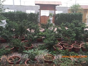 淄博園林綠化 淄博園林景觀施工 淄博園林設計, 淄博園林綠化 淄博園林景觀施工 淄博園林設計生產(chǎn)廠家, 淄博園林綠化 淄博園林景觀施工