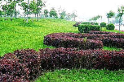 綠籬、色塊、色帶及體育場地設施的定點放線方法與步驟