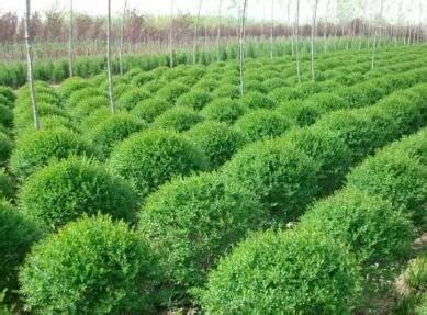 綠化工程公司命名指南 三字名稱(chēng)大全與園林綠化施工要點(diǎn)